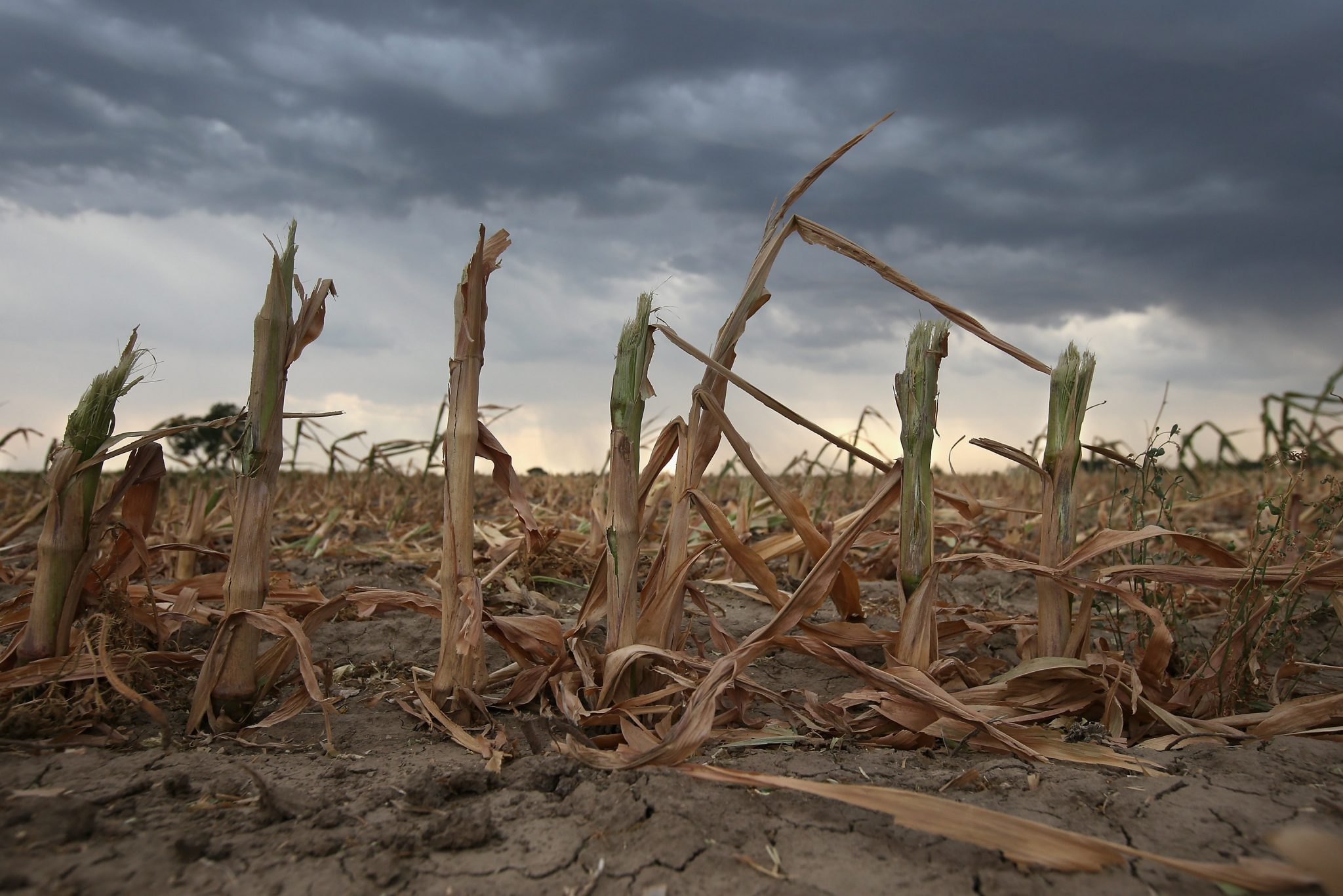 La sequía en Argentina afecta a más de la mitad del territorio y se esperan pérdidas millonarias