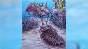 trilobites tridentes