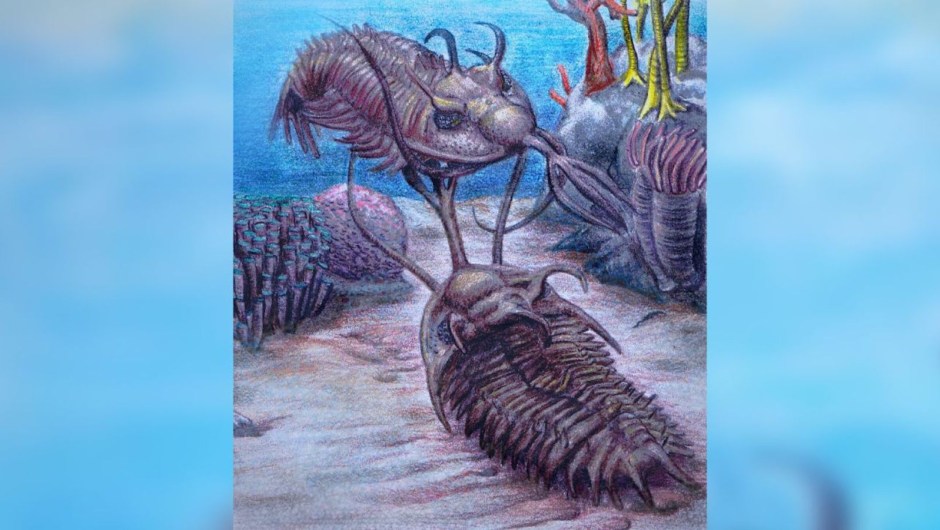 trilobites tridentes