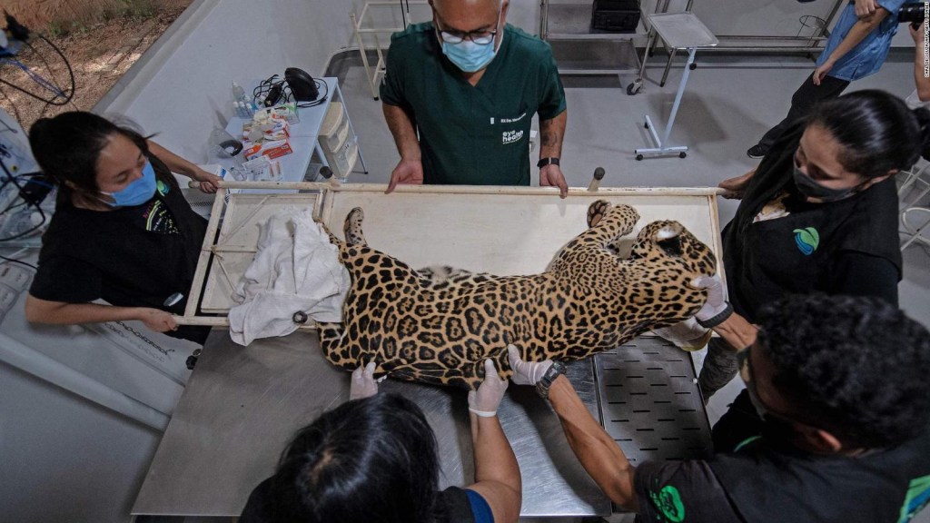 La vuelta para evitar la extinción del jaguar