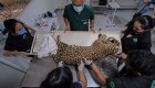 El reto de prevenir la extinción del jaguar