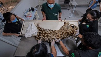 El reto de prevenir la extinción del jaguar