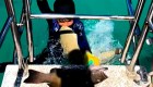 Un tiburón muerde a un niño australiano de 8 años