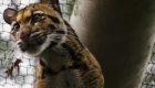 Policía de Dallas investiga cómo una leoparda escapó del zoológico