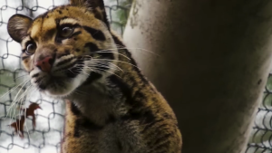 Policía de Dallas investiga cómo una leoparda escapó del zoológico