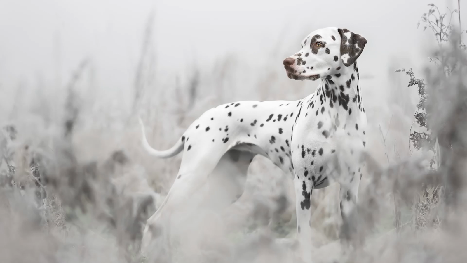 In pictures, the winners of the International Dog Photography Contest 2022