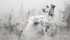 Las mejores fotos del concurso Dog Photography Awards 2022