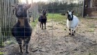 Cuatro cabras enanas de un zoológico en México fueron preparadas para una fiesta