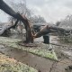 Árboles derrumbados y ramas rotas tras tormenta de hielo en Texas