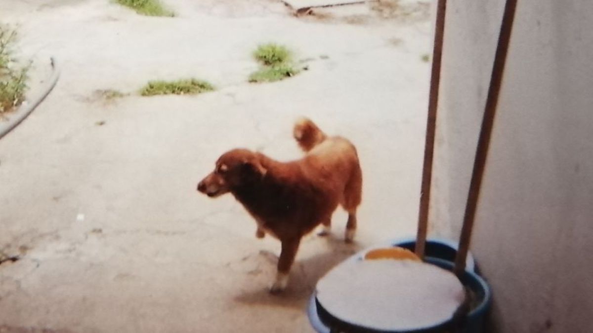 Bobi es el perro vivo más viejo del mundo (sí, le quitó el título a Spike)