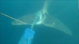 Mira cómo rescatistas liberan a una ballena de redes de pesca