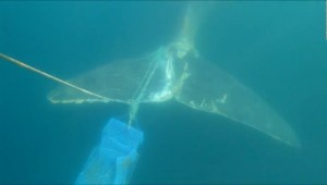 Mira cómo rescatistas liberan a una ballena de redes de pesca