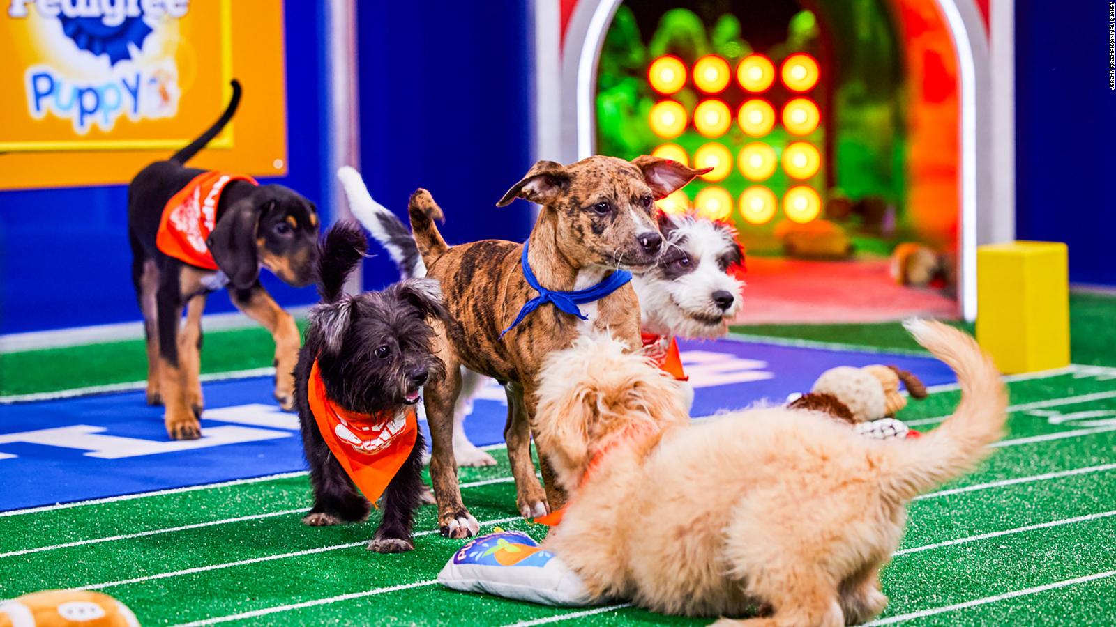 El Puppy Bowl XIX participan perros con necesidades especiales