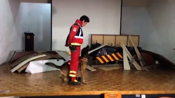 Así se preparan los perros rescatistas que llegaron a Turquía