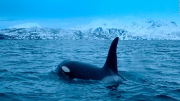 ¿Sus hijos adultos no se van de casa? Las orcas también sufren por esto