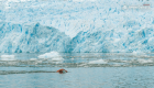 La "Sirena de Hielo" chilena rompe un récord al nadar en aguas congeladas