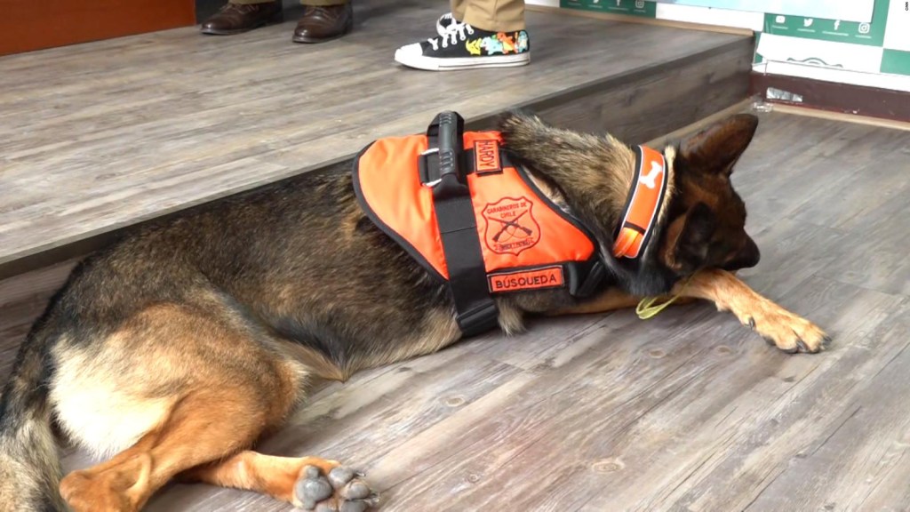 How is a rescue dog prepared to assist in earthquakes?