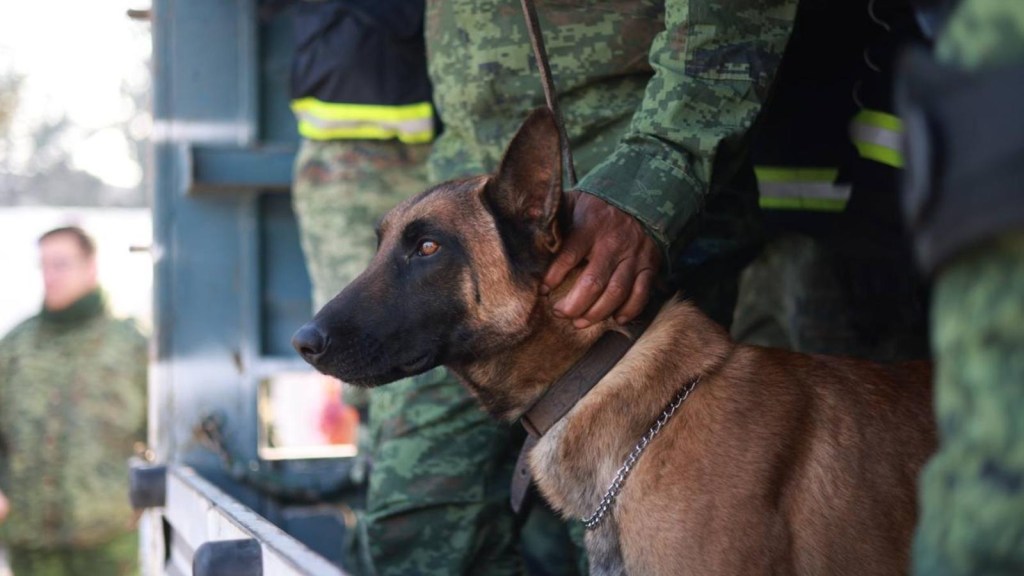 Así se preparan los perros mexicanos rescatados para ayudar en catástrofes