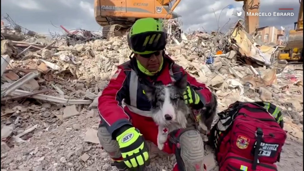 Balam, miembro de perros rescatistas mexicanos, halla con vida a víctima del terremoto