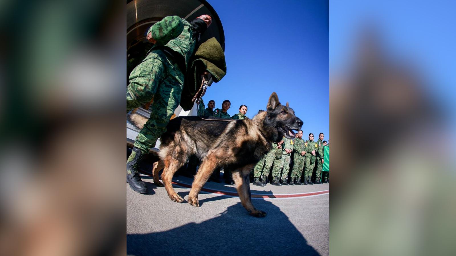 Despiden a perro rescatista del Ejército mexicano que murió en Turquía