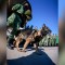 Despiden a perro rescatista del Ejército mexicano que murió en Turquía