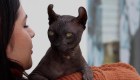 Rescatan a un gato sin pelo y tatuado de una prisión en México
