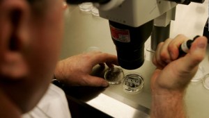 Fecundación in vitro: ¿escogerías embriones por aptitudes intelectuales?