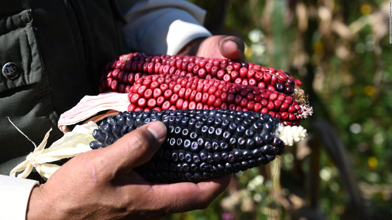 México cambia la legislación sobre maíz transgénico;  un experto explica el impacto en la salud y la economía |  Video
