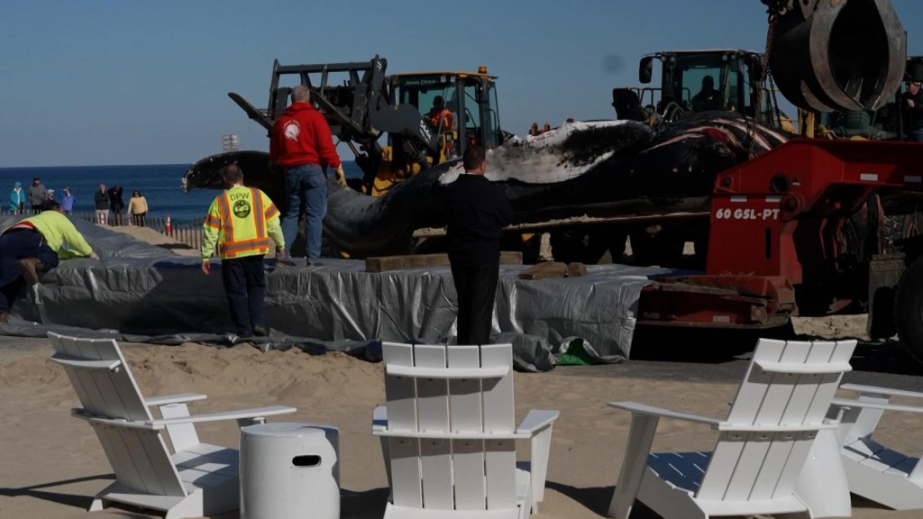 Otra ballena jorobada encontrada muerta frente a las costas de Nueva Jersey