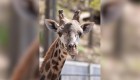 La causa de la muerte de una jirafa que apareció con el cuello roto en Nueva York