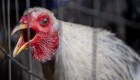 Detección de un caso de gripe aviar en Argentina: ¿cuáles son los riesgos?