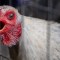 Detectan caso de gripe aviar en Argentina: ¿qué riesgos hay?