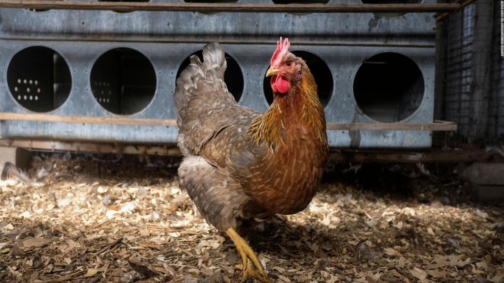 Detección de un caso de gripe aviar en Argentina: ¿existe algún riesgo en la alimentación?