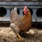 Detectan caso de gripe aviar en Argentina: ¿hay riesgo en los alimentos?