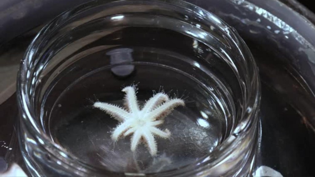 Crían estrellas de mar para evitar su extinción