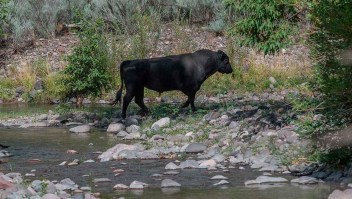 Un toro salvaje es visto a orillas del río Gila en el área silvestre de Gila, en el suroeste de Nuevo México, el 25 de julio de 2020. (Crédito: Robin Silver/Centro para la Diversidad Biológica/AP/Archivo)