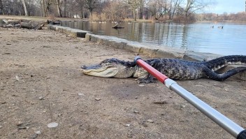 Un caimán suelto en un parque de Nueva York