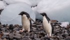 pingüinos antártida hielo marino derretimiento