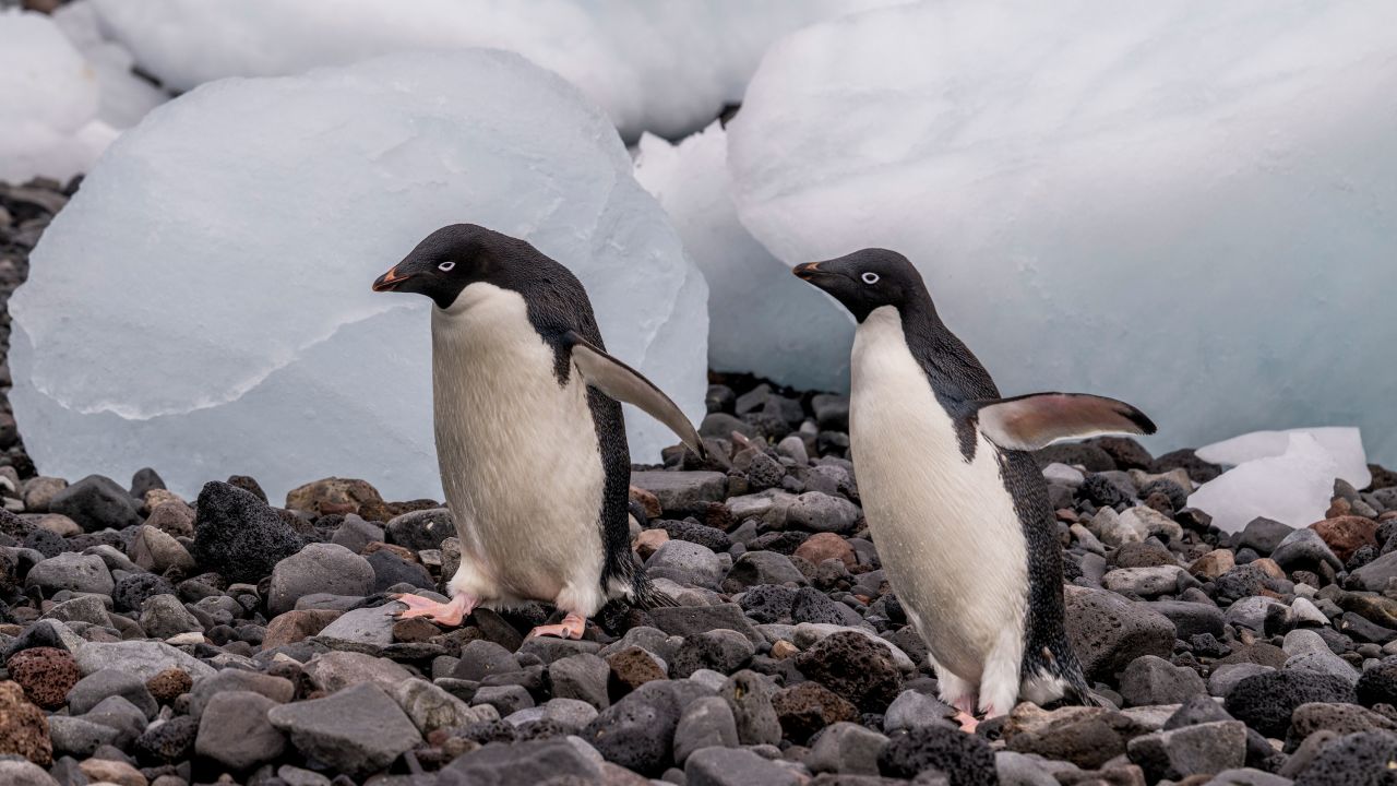 pingüinos antártida hielo marino derretimiento