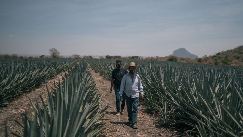 Trabajadores caminan por los campos de agave Weber Azul en Jonacatepec, estado de Morelos, México, en 2021. (Crédito: Luis Antonio Rojas/Bloomberg/Getty Images)