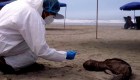 Mueren cientos de lobos marinos por la gripe aviar