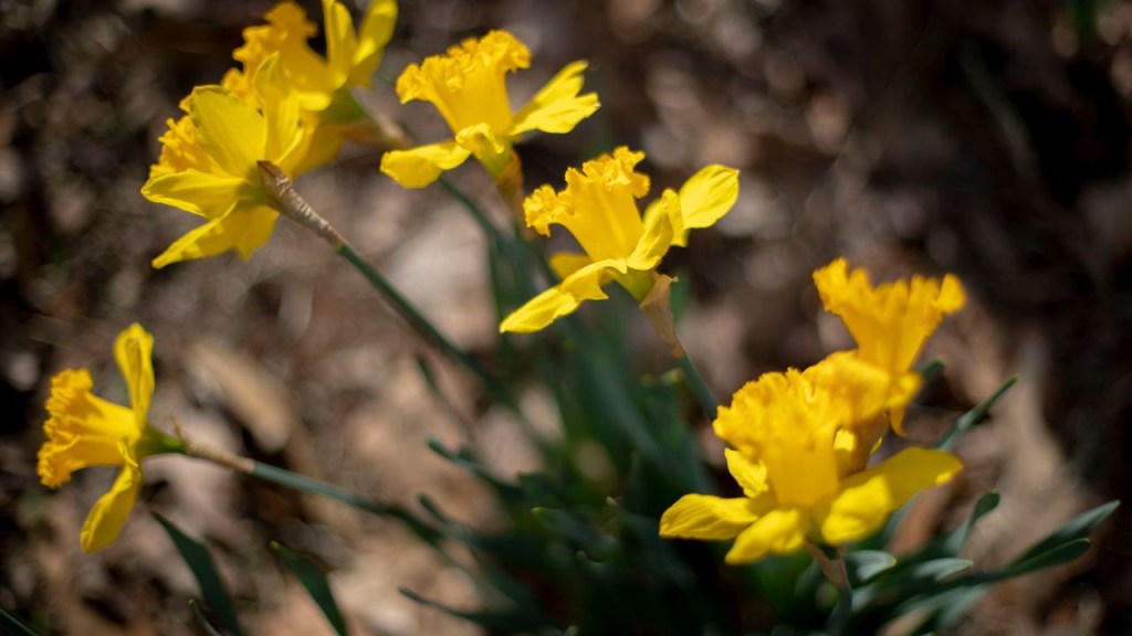 Narcisos florecen en Norfolk, Virginia, el pasado martes. (Crédito: Kendall Warner/The Virginian-Pilot/AP)