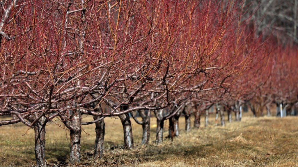 Durazneros muertos o moribundos en Carlson Orchards, Massachusetts. Las temperaturas cayeron por debajo del punto de congelación en las últimas semanas, tras un calor anormal en enero, amenazando la cosecha. (Crédito: Lane Turner/The Boston Globe/Getty Images)
