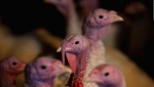 ¿Qué riesgos trae la gripe aviar a las personas?