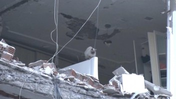 Rescatan a un gato de un edificio que iba a ser demolido en Turquía