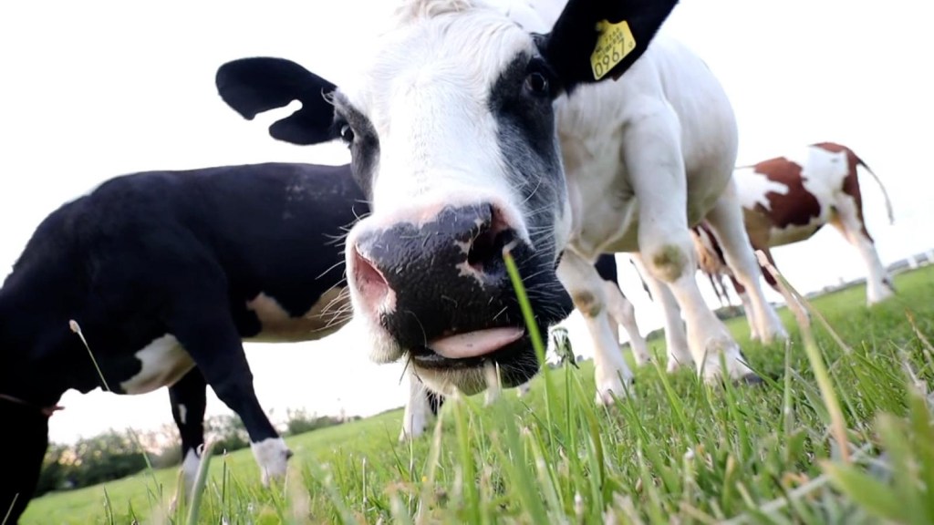 Brasil confirma caso de enfermedad de las vacas locas.  ¿Cuales son los sintomas?