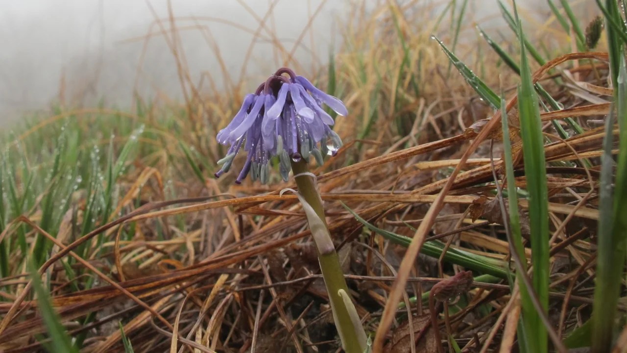 zona desmilitarizada corea flora