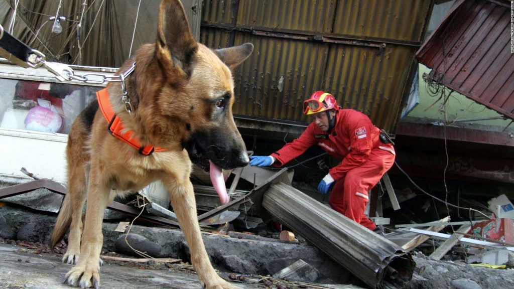 El rol de los perros en el terremoto de Turquía contado por los rescatistas argentinos