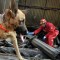 El rol de los perros en el terremoto de Turquía contado por los rescatistas argentinos