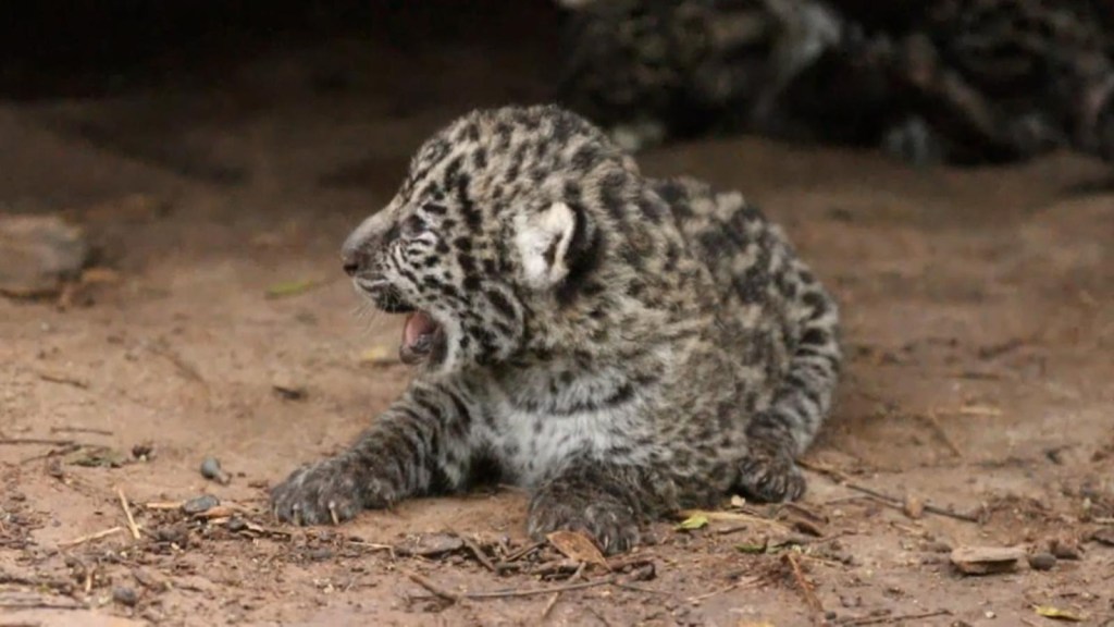 Las redes sociales bautizan a dos jaguares bebé